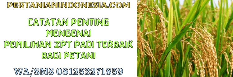 catatan,penting,pemilihan,zat pengatur tumbuh,petani,tanaman padi,pertanian indonesia